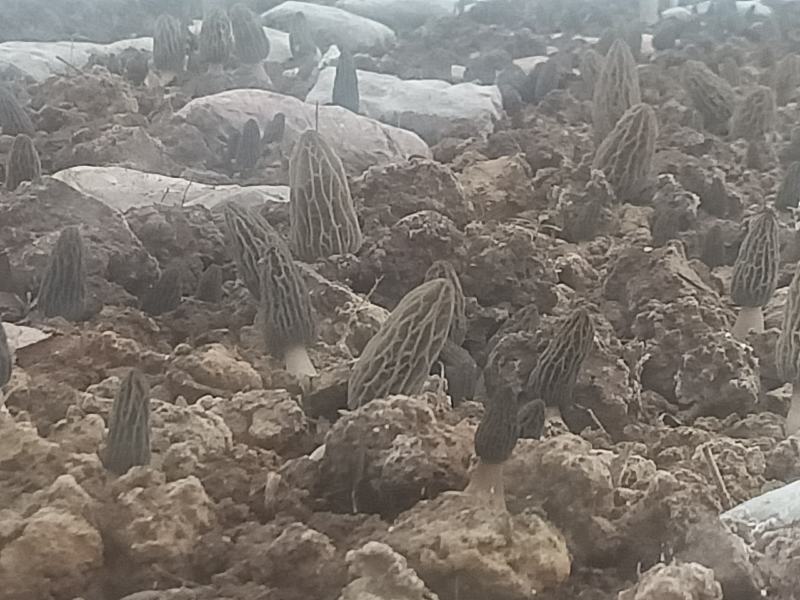 羊肚菌