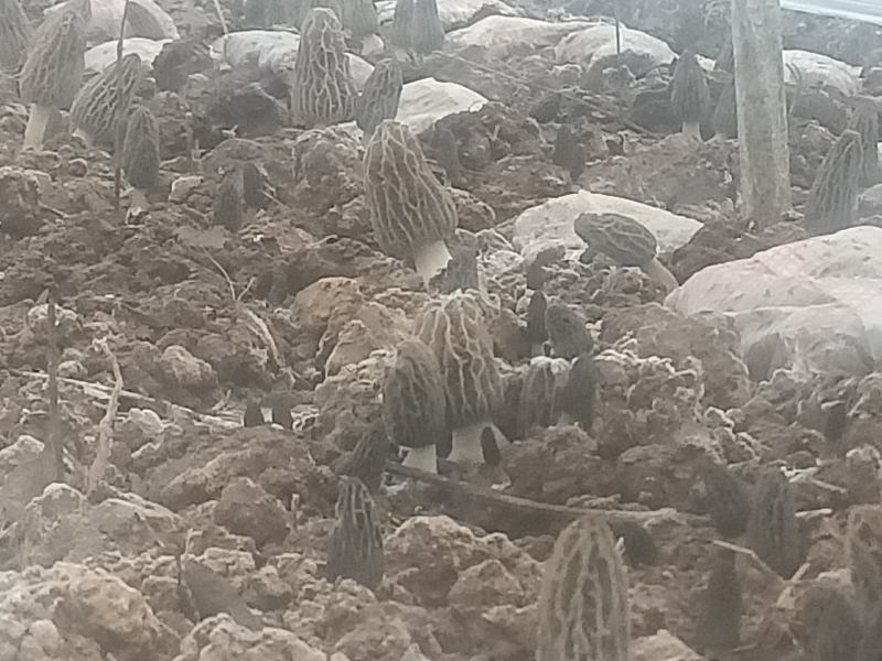 羊肚菌