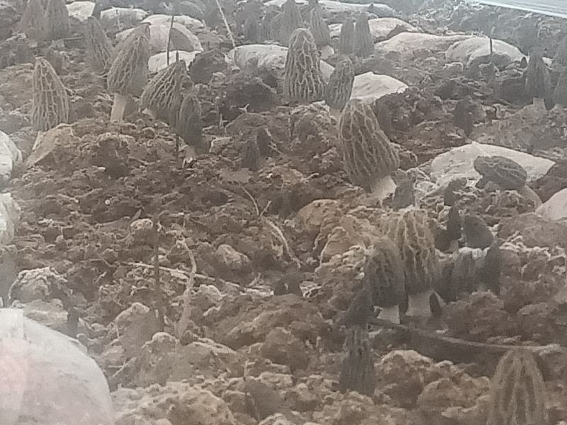 羊肚菌