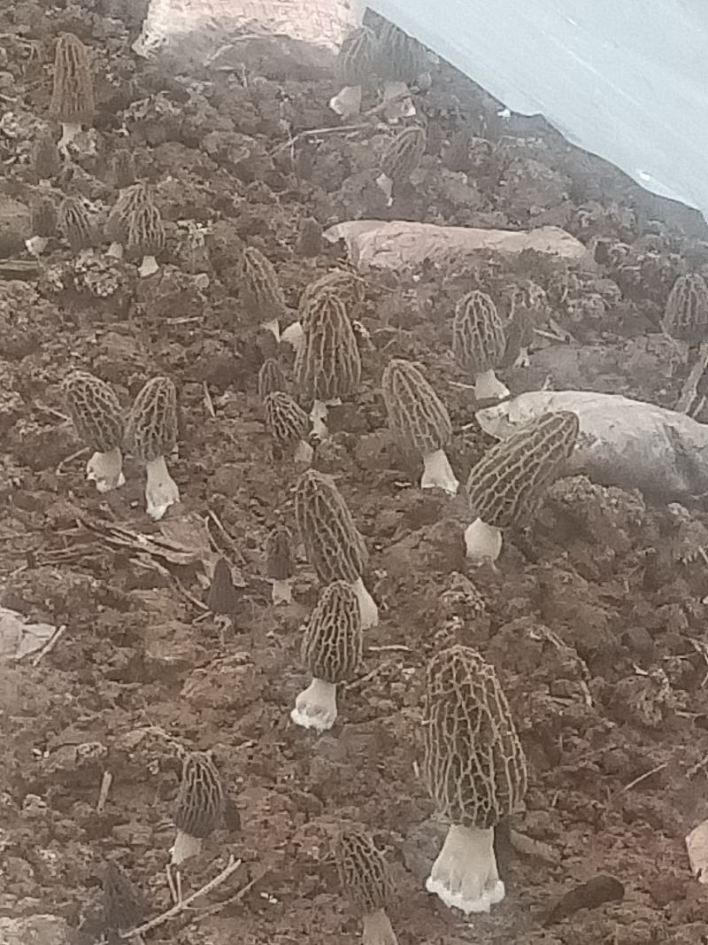 羊肚菌