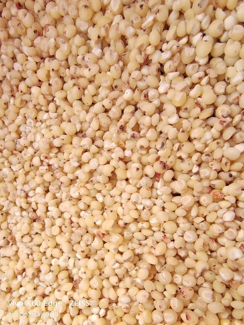 高粱米脱皮去壳高粱米，高粱仁五谷杂粮袋装50斤