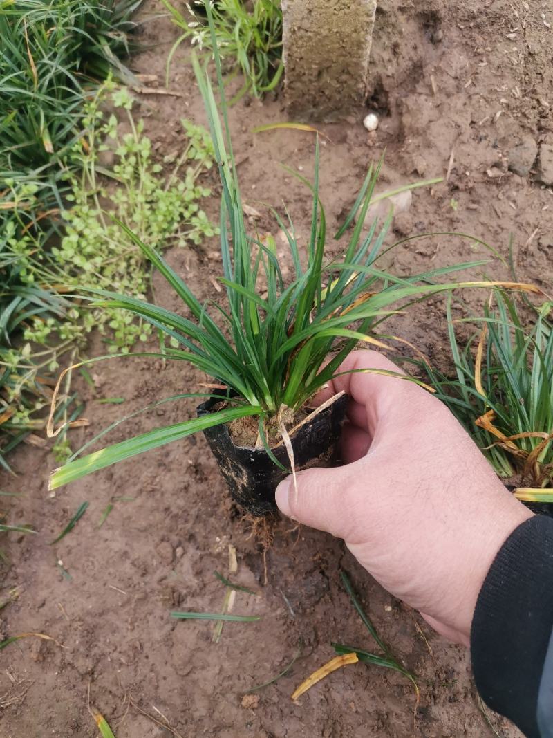 崂峪苔草苔草多年生植物自产自销欢迎实地看货