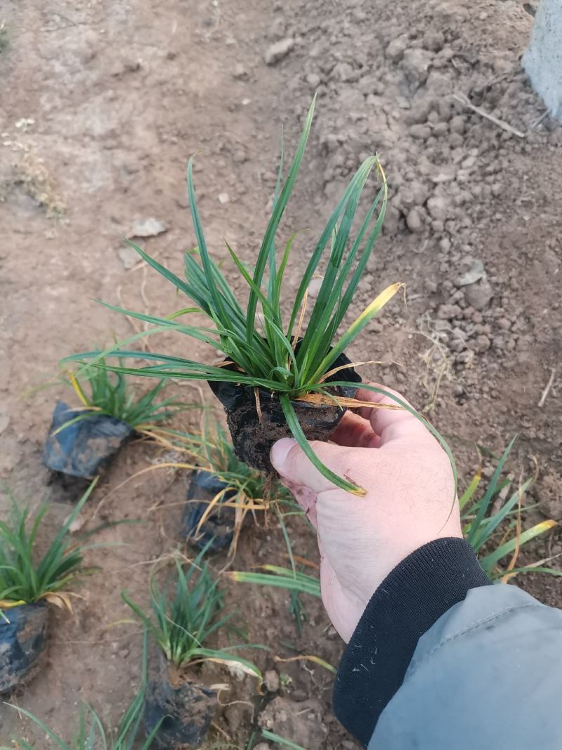 崂峪苔草苔草多年生植物自产自销欢迎实地看货