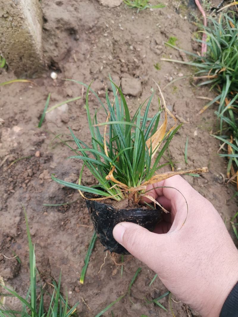 崂峪苔草苔草多年生植物自产自销欢迎实地看货