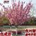 庭院樱花树早日本吉野带花苞浓香型南方北种植树木绿化工程