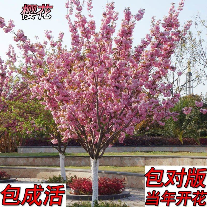 庭院樱花树早日本吉野带花苞浓香型南方北种植树木绿化工程