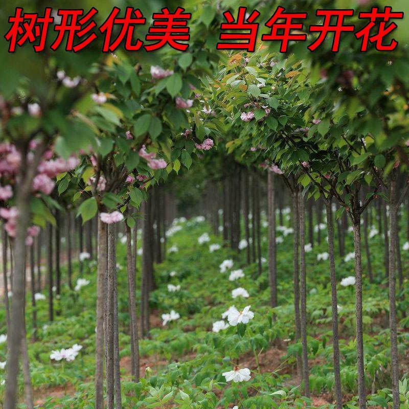 庭院樱花树早日本吉野带花苞浓香型南方北种植树木绿化工程