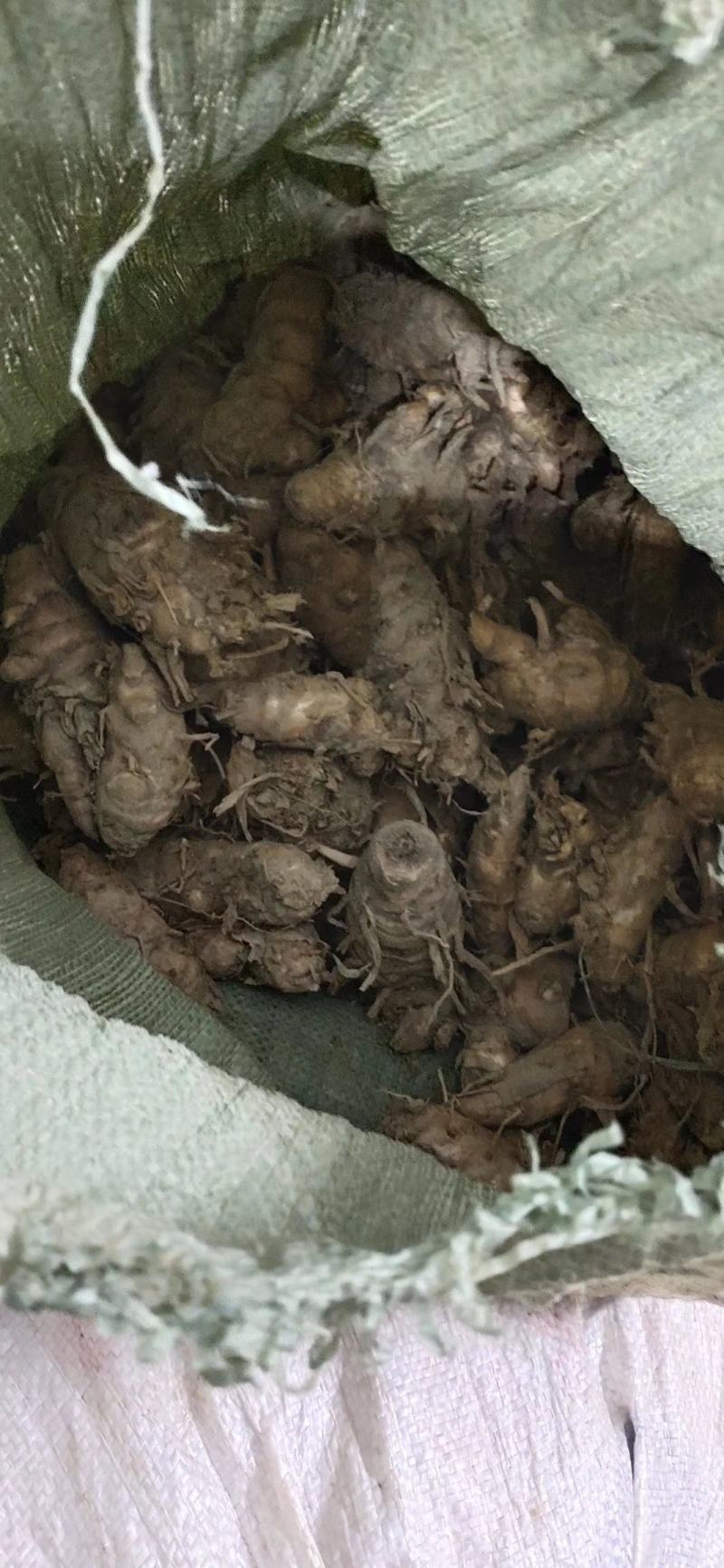 郁金种（莪苓种）广郁金纯种，广西灵山小莪术。