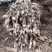 郁金种（莪苓种）广郁金纯种，广西灵山小莪术。