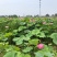 野生荷花苗大中小型荷花古代红莲碗莲签合同保成活