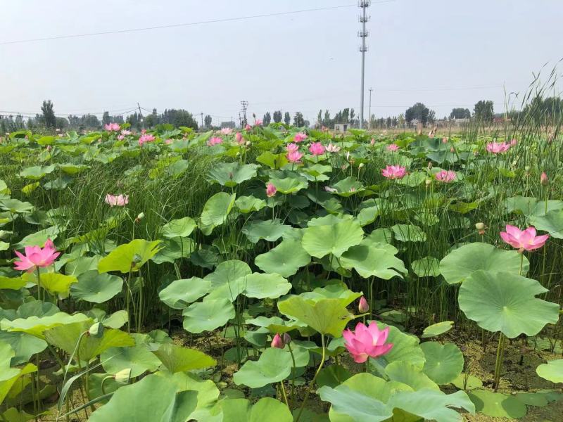 野生荷花苗大中小型荷花古代红莲碗莲签合同保成活