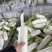 四川精品白萝卜大量供应产地直发一手货品品质保证