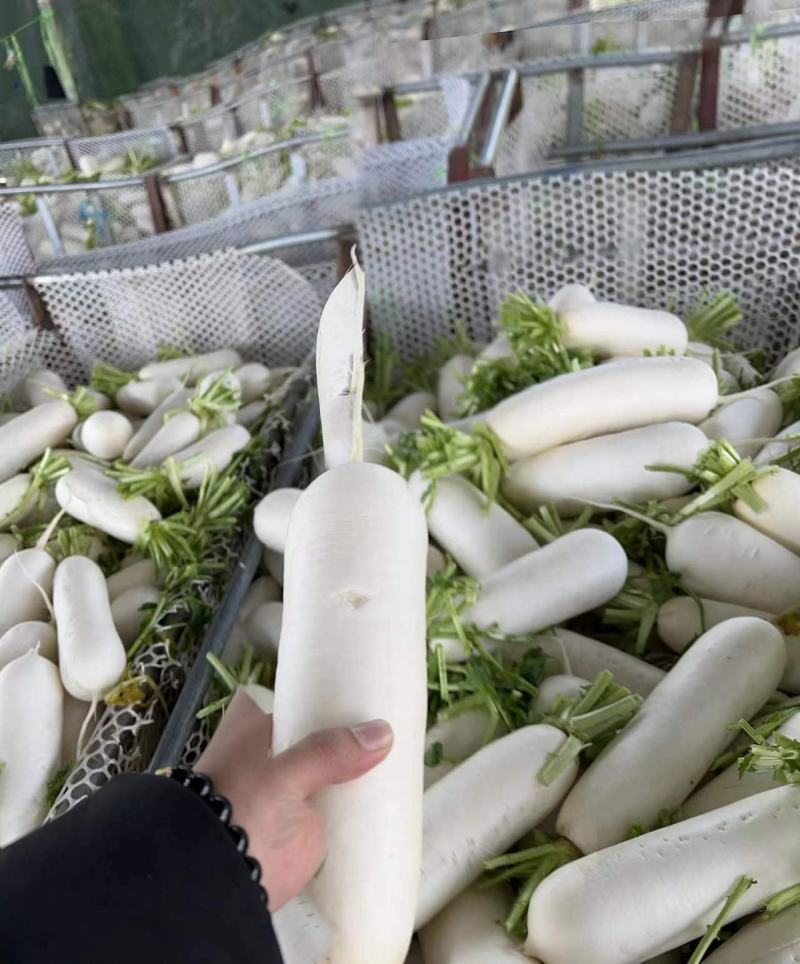 四川精品白萝卜大量供应产地直发一手货品品质保证