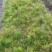 油松供应，江西湿地松容器苗供应，造林苗现货海量供应