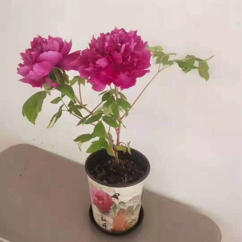 盆栽牡丹，美植袋装的牡丹，营养杯装牡丹，欢迎选购