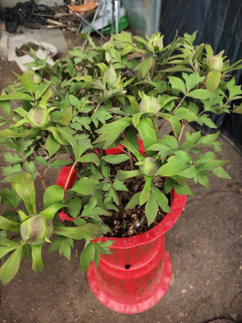 盆栽牡丹，美植袋装的牡丹，营养杯装牡丹，欢迎选购
