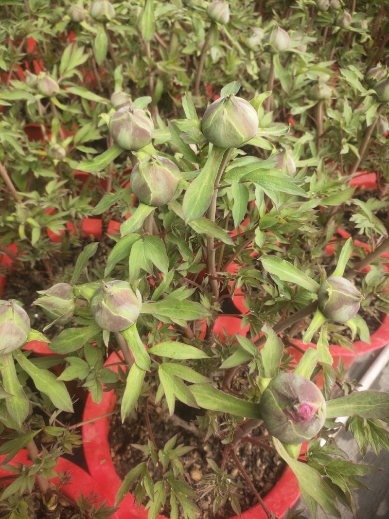 盆栽牡丹，美植袋装的牡丹，营养杯装牡丹，欢迎选购