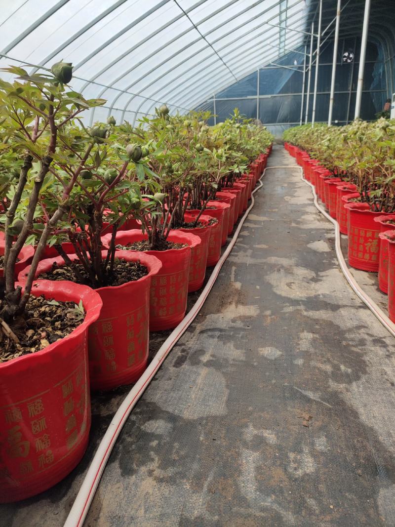 盆栽牡丹，美植袋装的牡丹，营养杯装牡丹，欢迎选购