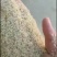 碎米油糠粉，可代替麸皮使用，价格比麸皮便宜。