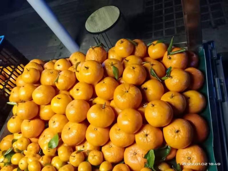 蜜橘，产地看货看货论价，保质保量，欢迎订购，