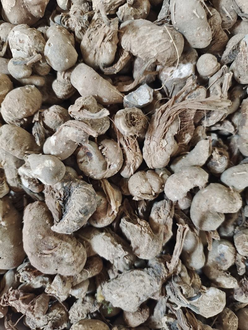中药材水田七～质量保证～量大从优～货源充足