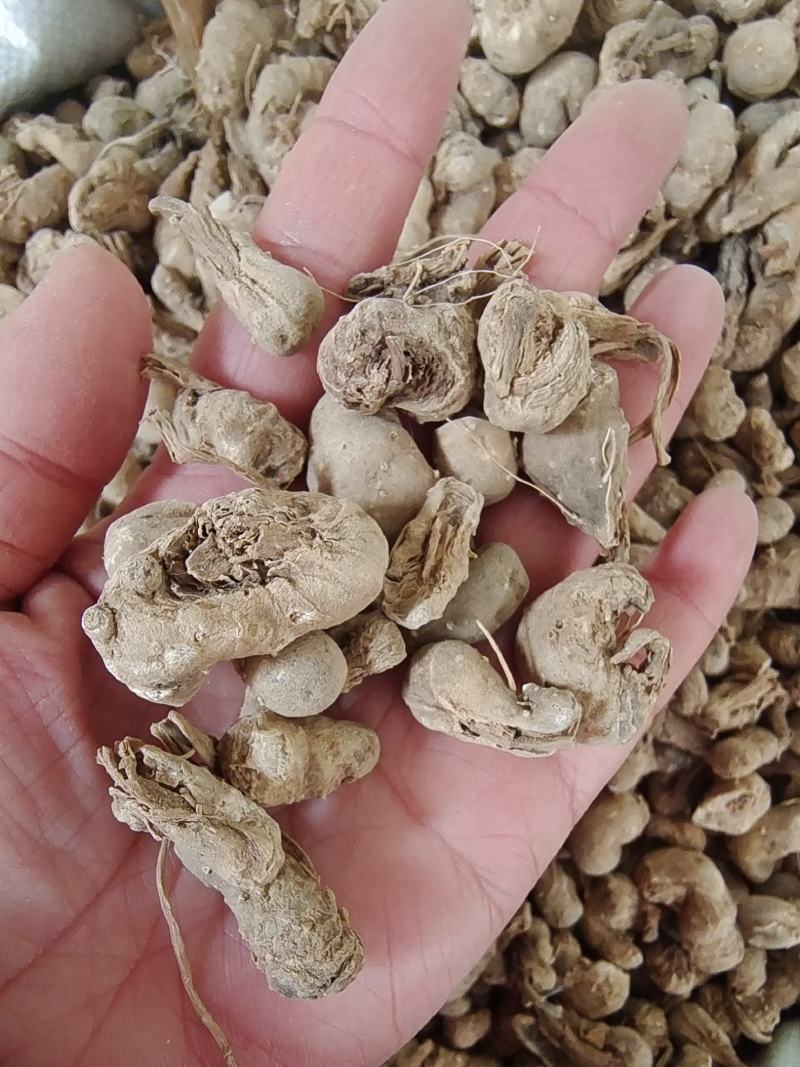 中药材水田七～质量保证～量大从优～货源充足