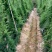 天冬分株苗灵山大天冬纯种，产地种植户直发包邮免运费