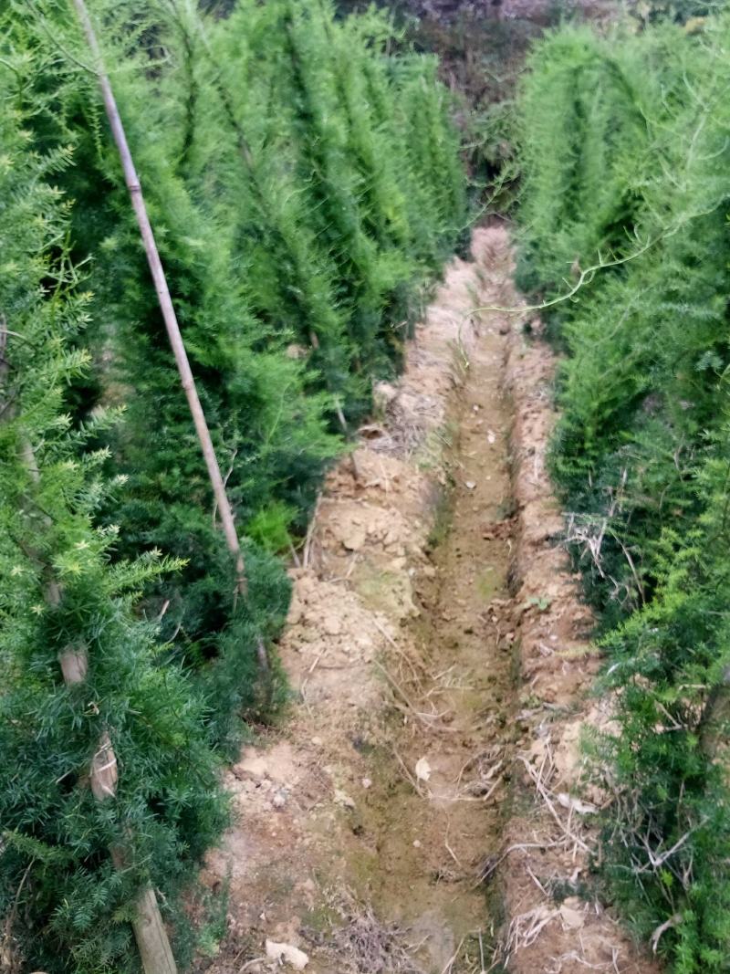 天冬分株苗灵山大天冬纯种，产地种植户直发包邮免运费