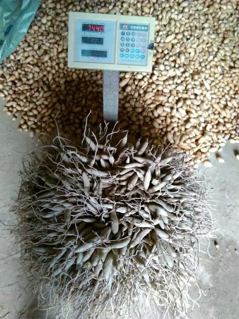 天冬分株苗灵山大天冬纯种，产地种植户直发包邮免运费
