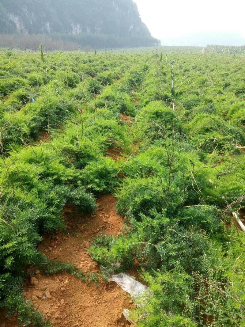 天冬分株苗灵山大天冬纯种，产地种植户直发包邮免运费