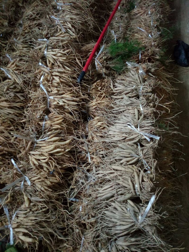 天冬分株苗灵山大天冬纯种，产地种植户直发包邮免运费