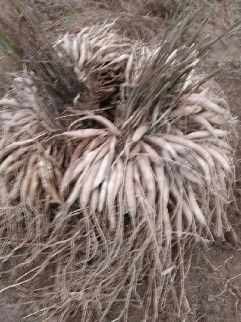 天冬分株苗灵山大天冬纯种，产地种植户直发包邮免运费