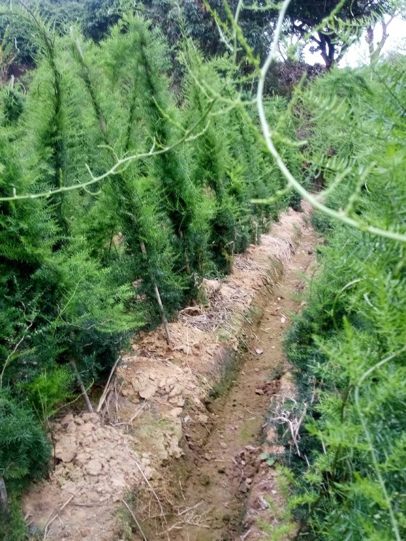 天冬分株苗灵山大天冬纯种，产地种植户直发包邮免运费