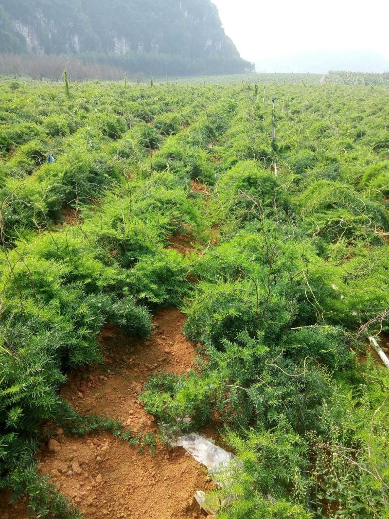 天冬分株苗灵山大天冬纯种，产地种植户直发包邮免运费
