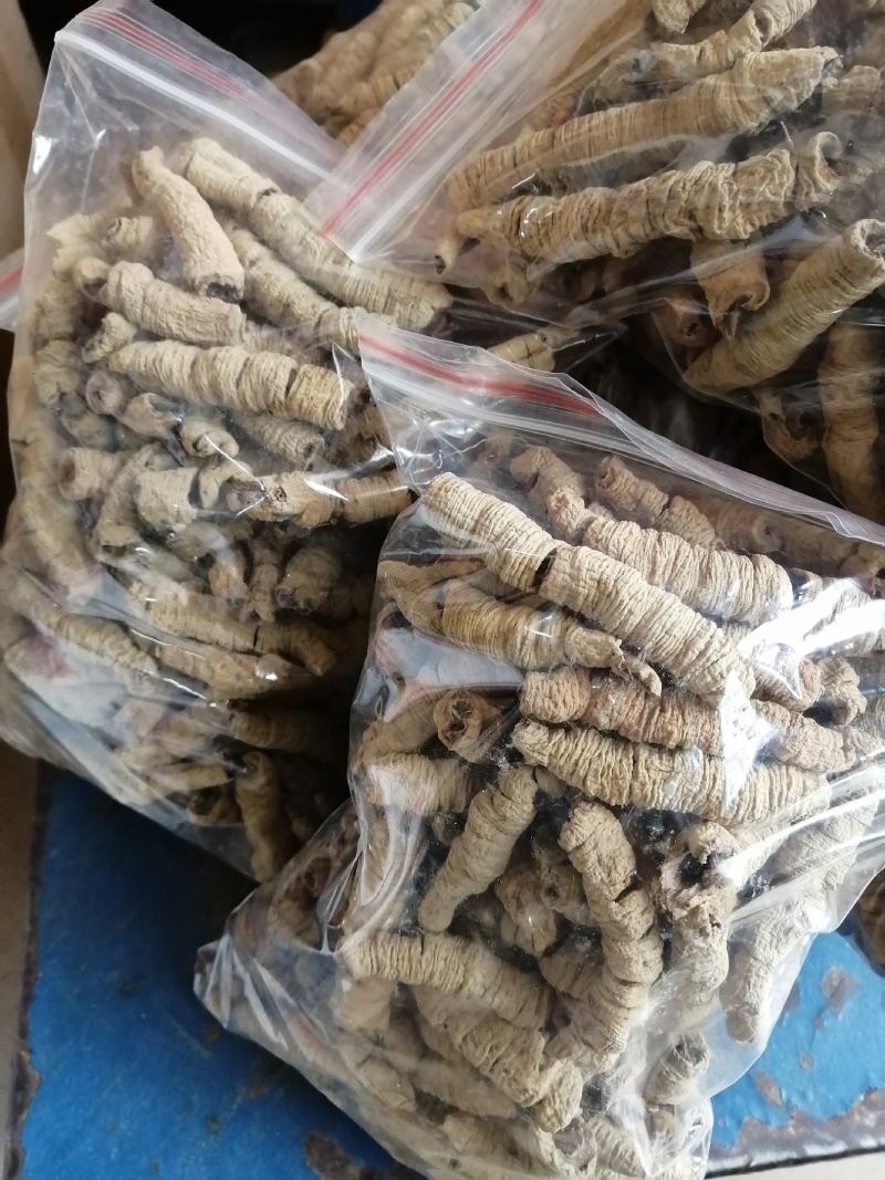 巴戟天【精选】特大够老紫肉生晒抽心巴戟天干货！