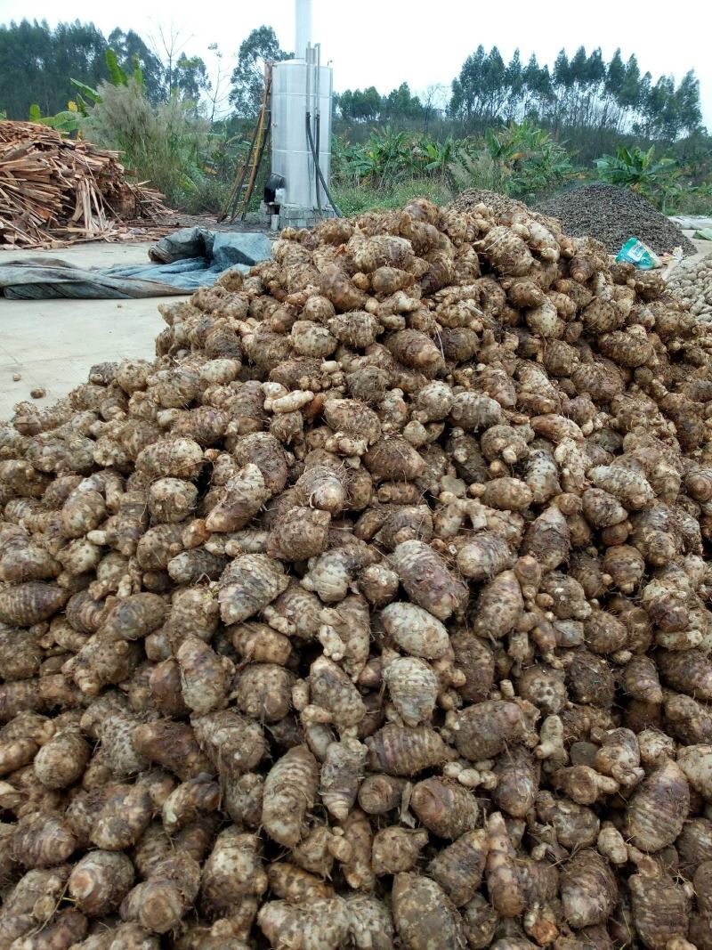 大莪术头原产地广西大莪术产地直发，包邮免运费。