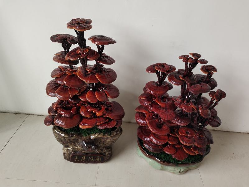基地直供灵芝盆景，吉祥如意，一手货源，一次合作，终身朋友