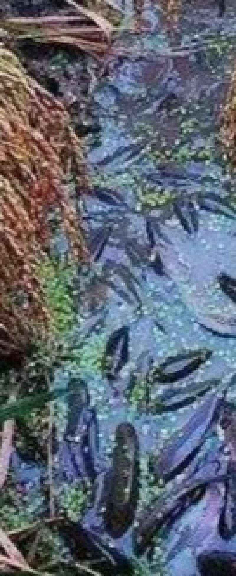 五常稻花香自产自销五常稻花香基地核心种植人工种植古法技术