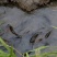 五常稻花香自产自销五常稻花香基地核心种植人工种植古法技术