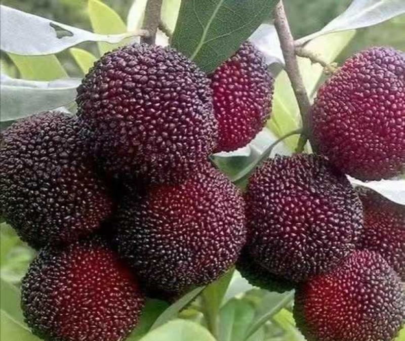 东魁杨梅苗
