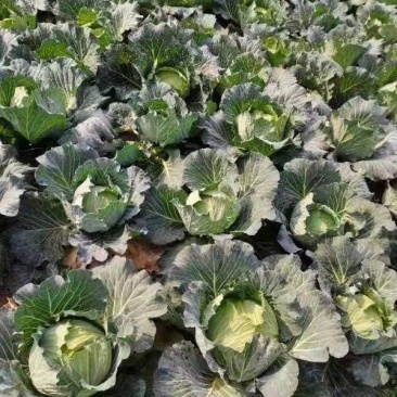 精品莲花白越冬王包菜甘蓝园包菜