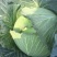 精品莲花白越冬王包菜甘蓝园包菜