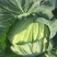 精品莲花白越冬王包菜甘蓝园包菜
