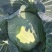 精品莲花白越冬王包菜甘蓝园包菜