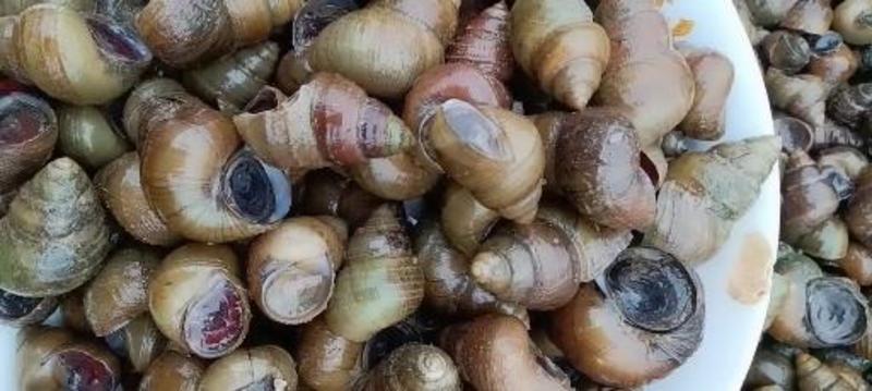 新鲜的田螺，常年有货，大中小规格都有，肉质肥美。
