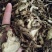 中药材独活～质量保证～货源充足～量大从优