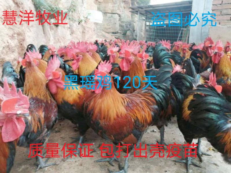 黑瑶鸡苗质量可靠包打岀壳疫苗包运输存活20只起发货