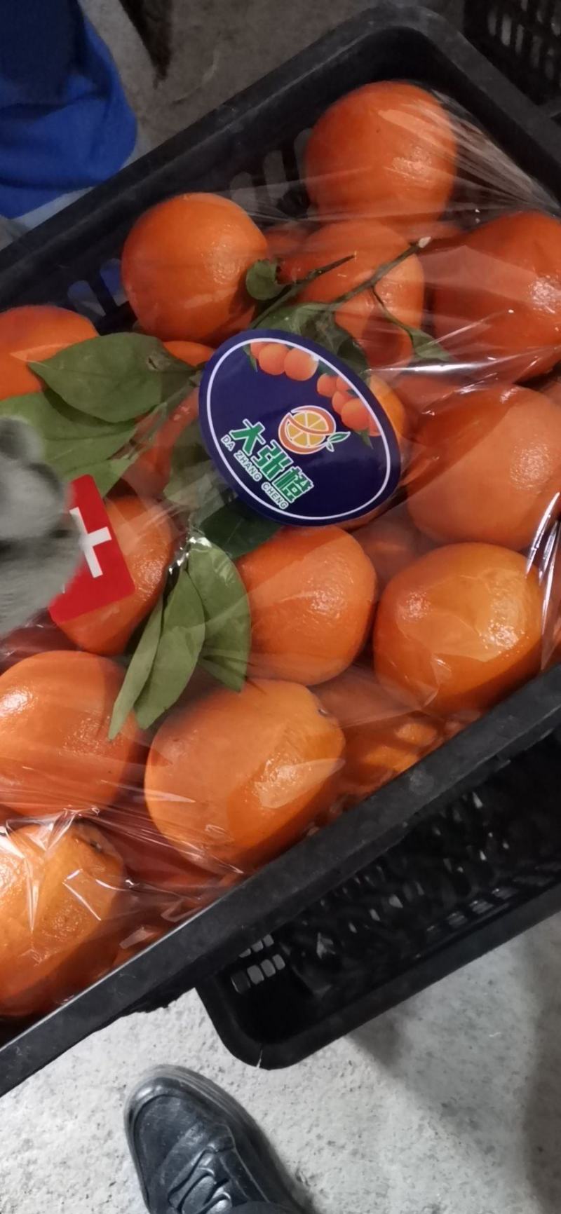 [推荐]湖南麻阳纽荷尔脐橙。产地直销，对接电商批发商。