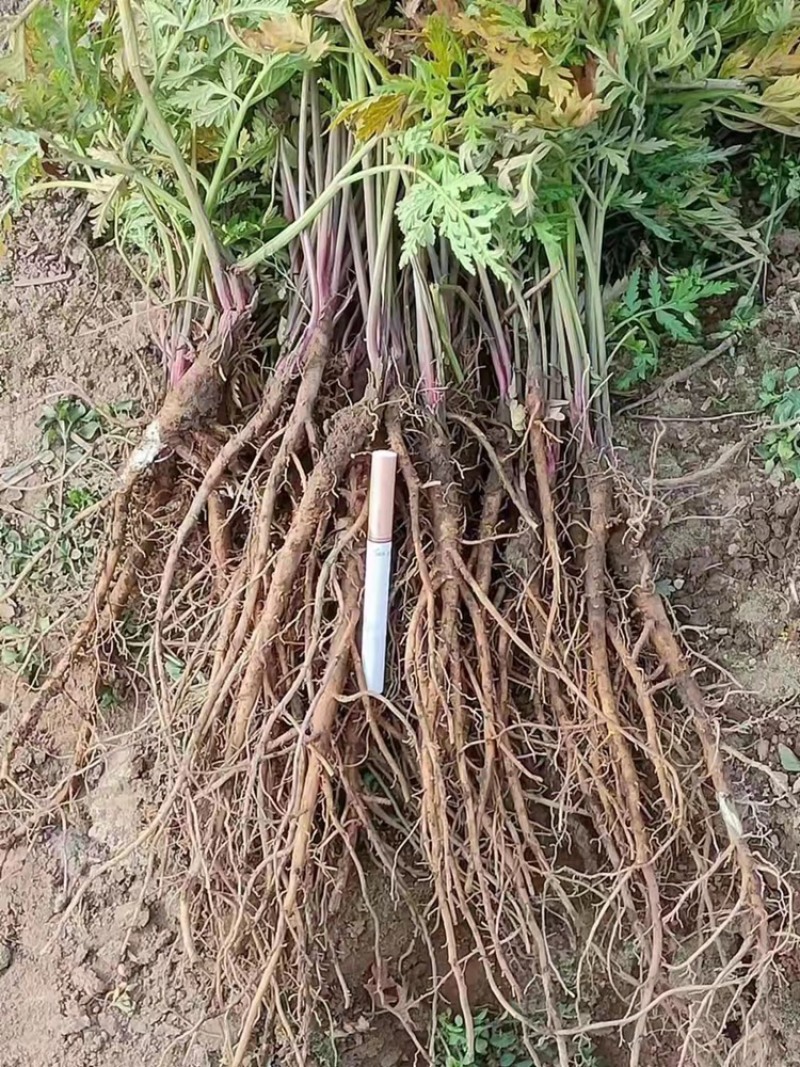细叶羌活苗蚕羌苗高山羌活苗自产自销量大优惠