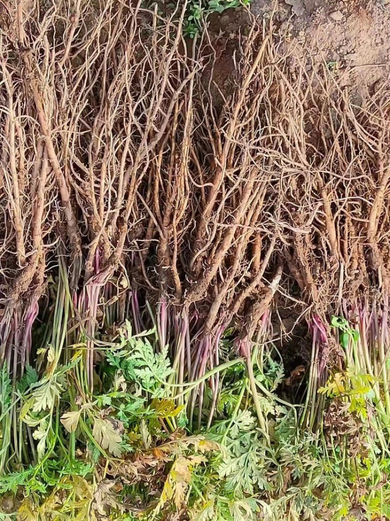 细叶羌活苗蚕羌苗高山羌活苗自产自销量大优惠